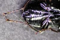 Pterostichus anthracinus