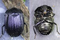 Phosphuga atrata