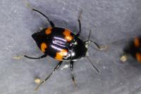 Scaphidium quadrimaculatum