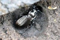 Carabus granulatus