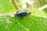 Psylliodes chrysocephala