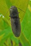 Athous haemorrhoidalis