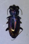 Notiophilus substriatus