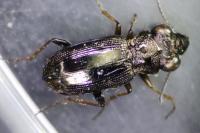 Notiophilus rufipes
