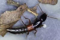 Othius punctulatus