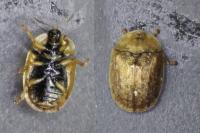 Hypocassida subferruginea