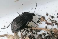 Phosphuga atrata