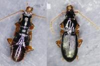 Stomis pumicatus