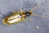 Demetrias atricapillus