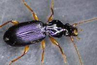 Stomis pumicatus