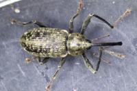 Dorytomus longimanus