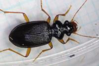 Leistus fulvibarbis