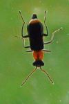 Axinotarsus ruficollis
