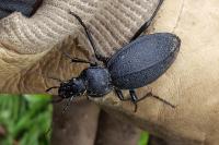 Carabus coriaceus