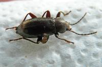 Stenomax aeneus