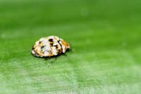 Anthrenus verbasci