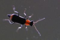 Axinotarsus ruficollis