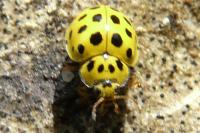 Psyllobora vigintiduopunctata