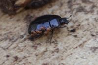 Margarinotus