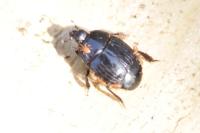 Margarinotus