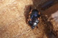 Margarinotus