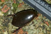 Cybister lateralimarginalis