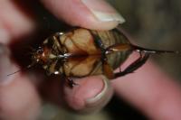 Cybister lateralimarginalis