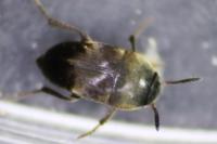 Ptomaphagus