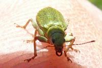 Pachyrhinus lethierryi