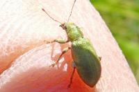 Pachyrhinus lethierryi
