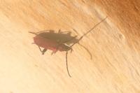 Pyrrhidium sanguineum