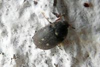 Attagenus pellio