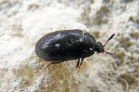 Attagenus pellio
