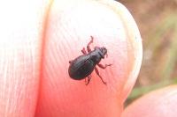 Strophosoma nebulosum