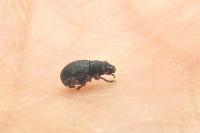 Strophosoma nebulosum