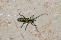 Saperda scalaris