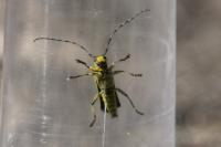 Saperda scalaris