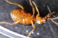 Brachinus sclopeta