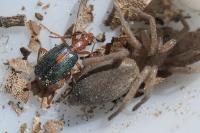 Brachinus sclopeta