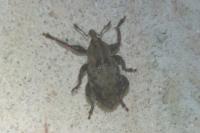 Hypera plantaginis