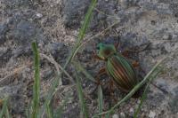 Carabus auratus