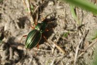 Carabus auratus