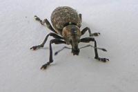 Liophloeus tessulatus