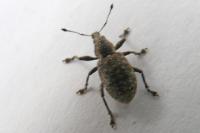 Liophloeus tessulatus