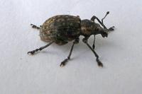 Liophloeus tessulatus