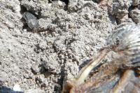 Thanatophilus sinuatus