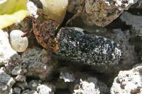 Dermestes undulatus