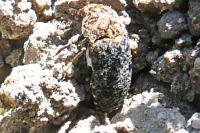 Dermestes undulatus
