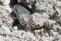 Thanatophilus sinuatus