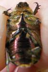 Cetonia aurata